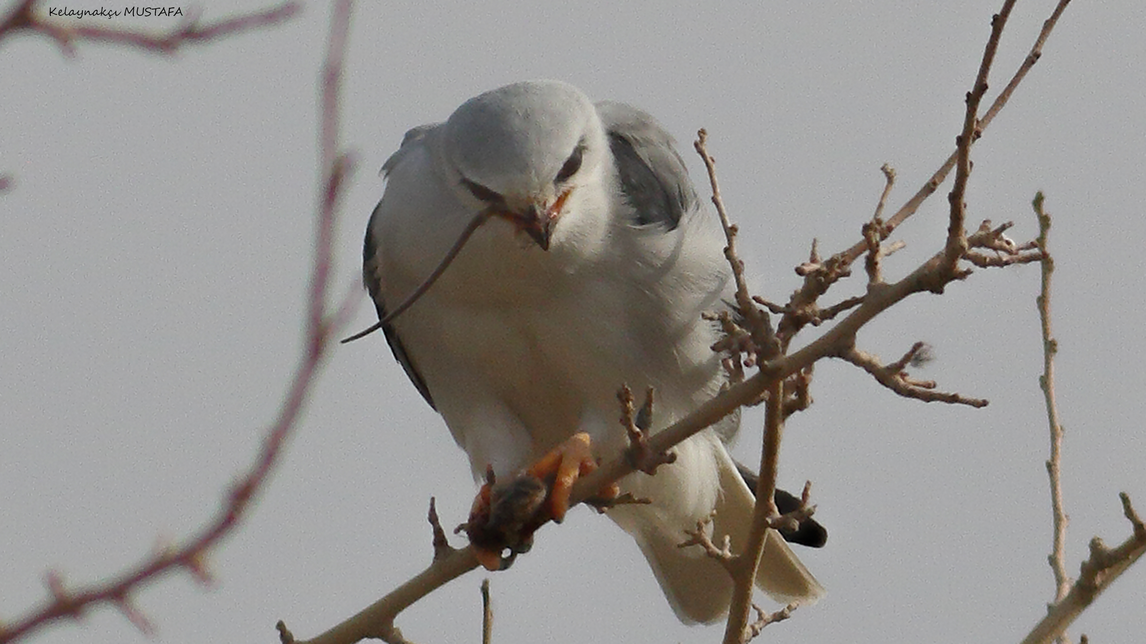 Black-winged Kite